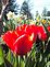 Tulips and Daffodils. Taken April 22, 2010 Potosi, Wisconsin by Kristen Schumacher.