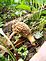 Morels found in a secret place. Taken April 2010  Dubuque County by Diane Harris.