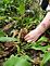 Grand daughter picking her first morel. Taken April 2010 Secret place in Dubuque County by Diane harris.