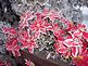 outdoor poinsettias frosted. Taken 1/17/10 Delhi by Kaye Wall.