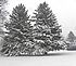 Trees in the back yard. Taken This Feb. Wanaque NJ by John Maas.