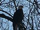 an eagle. Taken in october 2009 on a road in wisc. by me.