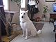 Duke after a bath. Taken Sunday afternoon our livingroom by Debbie.