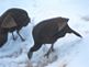 WILD TURKEYS  in our yard- taken from a house window, they are there frequently. Taken Dec 24, 2009 Ihm Road, Dodgeville, WI by Tricia Ihm.