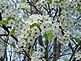 Flowering Tree. Taken 4.14.10 In front of Grand River Center by Teresa Reed.