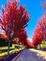 Red trees line the road . Taken on October 15 in Dubuque  by Lorlee Servin.