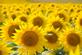 A sea of yellow. Taken in September in Belle Plaine, Iowa by Lorlee Servin.