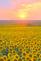 The sun sets over a field of sunflowers. Taken in mid September in Belle Plaine, Iowa by Lorlee Servin.