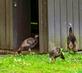 Turkeys investigate an outdoor restroom in Eagle Point Park. Taken September 9, 2023 Dubuque  by Deanna Tomkins.