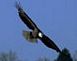 Eagle over Mississippi		 