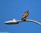 A red-tailed hawk finds a stylish perch.. Taken October 15, 2023 Dubuque, IA by Veronica McAvoy.