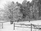 Frost coated trees. Taken January 20, 2010 at Our Lady of the Mississippi Abbey by Judie Harron.