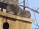  SQUIRREL. Taken 01/28/2010 OUR BACKYARD, 30065 397AV. BELLEVUE by LARRY HINGTGEN.