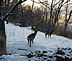 Picture of three whitetail deer at sunset.. Taken 12/27/09 In my back yard by John Willmes.