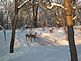 deer in snow. Taken 12/9/09 Rural East Dubuque by Betty.