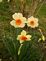 Daffodil in bloom. Taken 4-15-10 yard by Peggy Driscoll.