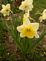 Daffodil in bloom. Taken 4-15-10 yard by Peggy Driscoll.