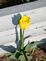 Yellow Tulip with its shadow. . Taken 4-15-10 Dubuque by Peggy Driscoll.