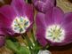 Purple Tulips in Bloom. Taken 4-15-10 Dubuque by Peggy Driscoll.