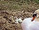 Our swan with her 4 eggs, she let me close enough to take photo. Taken 3/20/2010 At our ponds on Ihm Road, Dodgeville, WI by Tricia Ihm.