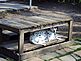 my dog freckles under a table. Taken 04/11/2010 backyard by myself.