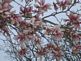 Magnolia tree in Bloom. Taken 4-15-10 yard by Peggy Driscoll.