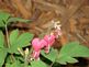 Bleeding hearts blooming in April. Taken 4-15-10 Backyard by Peggy Driscoll.