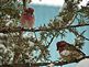 A pair of male purple finches . Taken January rural Holy Cross by Susie Williams.