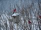 3 male cardinals. Taken Feb 2nd at home in rural Holy Cross by Susie Williams.