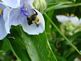 bubble bee on bell flower. Taken 2009 garden in Dubuque by peggy driscoll.