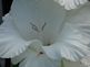 White Delphinium. Taken 7/09 garden by peggy driscoll.