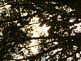 Sun shining thur tree. Taken 9-25-09 Backyard by Peggy Driscoll.