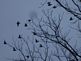 Birds flying south. Taken 11-26-09 Dubuque by Peggy Driscoll.