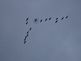 Geese flying south south. Taken 11-26-09 Dubuque by Peggy Driscoll.