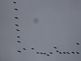 Geese flying south. Taken 11-26-09 Dubuque by Peggy Driscoll.