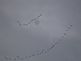 geese flying south. Taken 11-26-09 Dubuque by Peggy Driscoll.