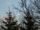 Moon seen between the pine trees. Taken 11-30-09 Dubuque by Peggy Driscoll.