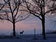 Shadow of the deer at sunset on the first snow fall of the year. Taken 12-3-09 Backyard by Peggy Driscoll.