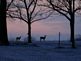 Shadow of the deer at sunset on the first snow fall of the year. Taken 12-3-09 Backyard by Peggy Driscoll.