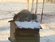 Squirrel trying to stay on top of snowy birdfeeder. Taken 12-4-09 Backyard by Peggy Driscoll.