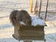 Squirrel looking for food on birdfeeder. Taken 12-4-09 Backyard by Peggy Driscoll.