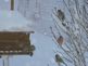 birds waiting to eat at the bird feeder. Taken 12-09-09 Dubuque by Peggy Driscoll.