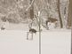 birds at the bird feeder. Taken 12-09-09 Dubuque by Peggy Driscoll.