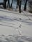 Deer tracks in the snow. Taken 2-13-10 Dubuque by Peggy Driscoll.