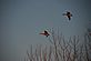 Mallards, Flying in the wrong direction. Taken 28 Dec 09 My back yard. by Jack Linden.