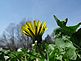 Seeing a dandelion from a new direction. Taken Wed. 4/14 In my back yard by Tina.