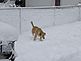 Cold snow on our female's paw pads. Taken in our yard after a Dec 2009 snowstorm.