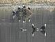 6 Bald Eagles enjoying a warm March day. Taken Tuesday, March 16, 2010. Near Lock and Dam #11, Dubuque, IA. by Mel Waller.