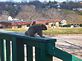 Squirrel on Deck, Looking for food. Taken 3-11-2010 on my deck by Judi Patters.