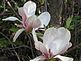 Magnolia Blossoms. Taken May 1, 2010 Just outside my window by Taken by Jane Leighty.